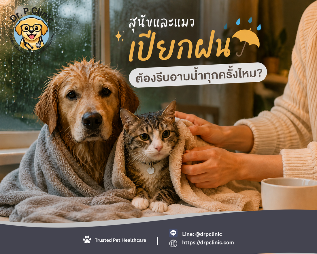 สุนัขและแมวเปียกฝน ต้องรีบอาบน้ำทุกครั้งไหม?