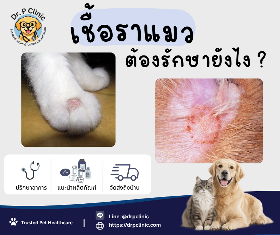 เชื้อราแมวมีอาการอย่างไรได้บ้าง สามารถรักษาได้อย่างไร?
