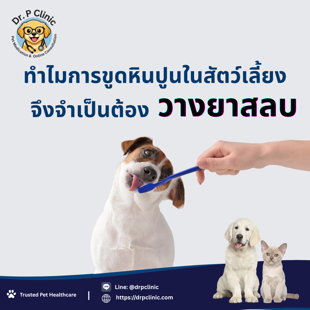ทำไมขูดหินปูนให้น้องหมาน้องแมวจึงจำเป็นต้องวางยาสลบ?