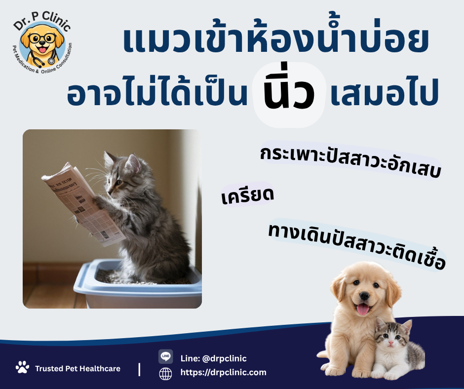แมวเข้าห้องน้ำบ่อย อาจไม่ได้เป็นนิ่วเสมอไป!!