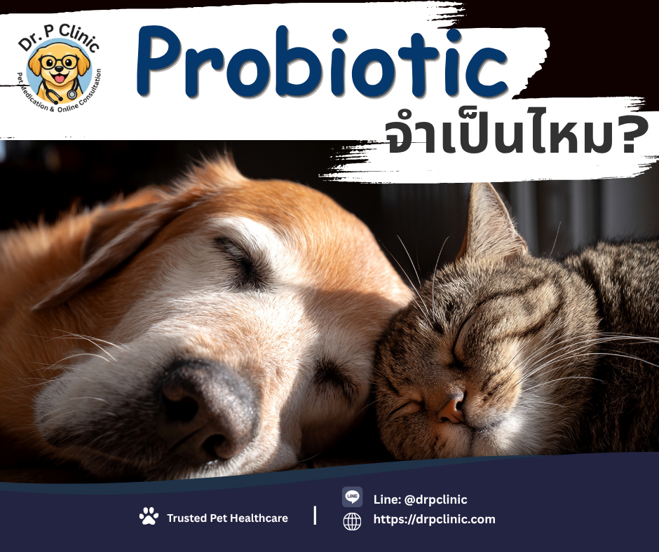Probiotic ในสุนัขและแมว...จำเป็นไหม?
