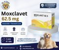 Moxclavet 62.5 mg ควบคุมการติดเชื้อแบคทีเรียในสุนัขและแมว (1 แผงมี 7 เม็ด)