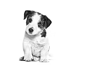 Royal Canin Mini Puppy Dry Dog Food
