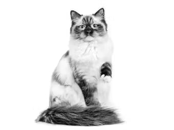 Royal Canin Veterinary Diet: Urinary S/O Dry Cat Food