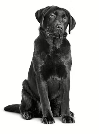 Royal Canin Veterinary Diet: Gastrointestinal High Fibre Dry Dog Food