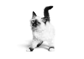 Royal Canin Kitten Dry Cat Food