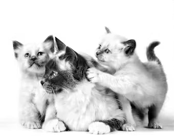 Royal Canin Mother & Babycat Dry Cat Food