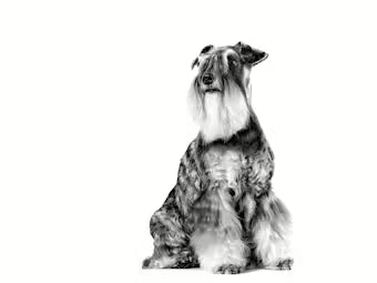 Royal Canin Veterinary Diet: Urinary S/O Small Dog Dry Dog Food