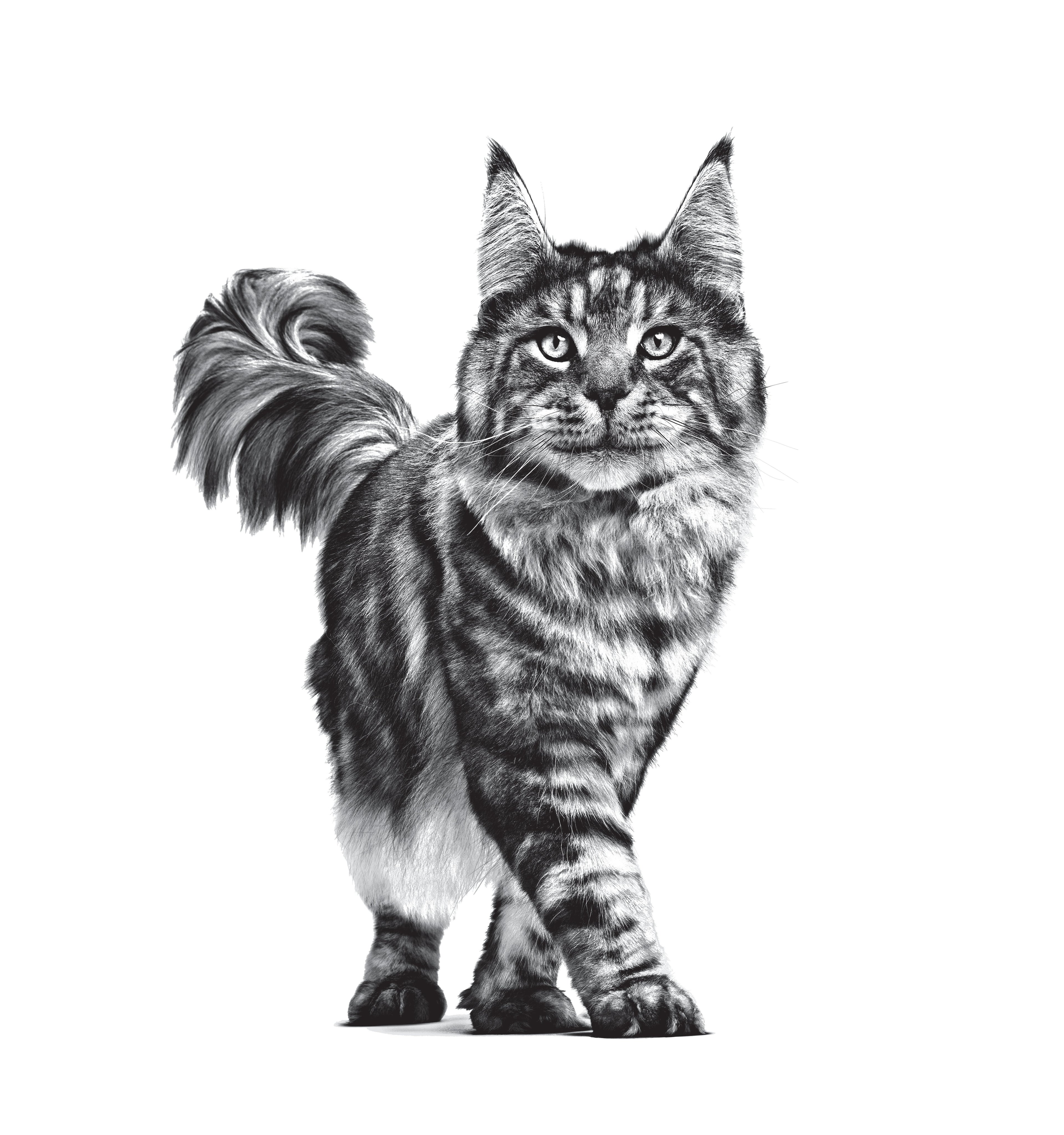 Royal Canin Veterinary Diet: Mature Consult Dry Cat Food