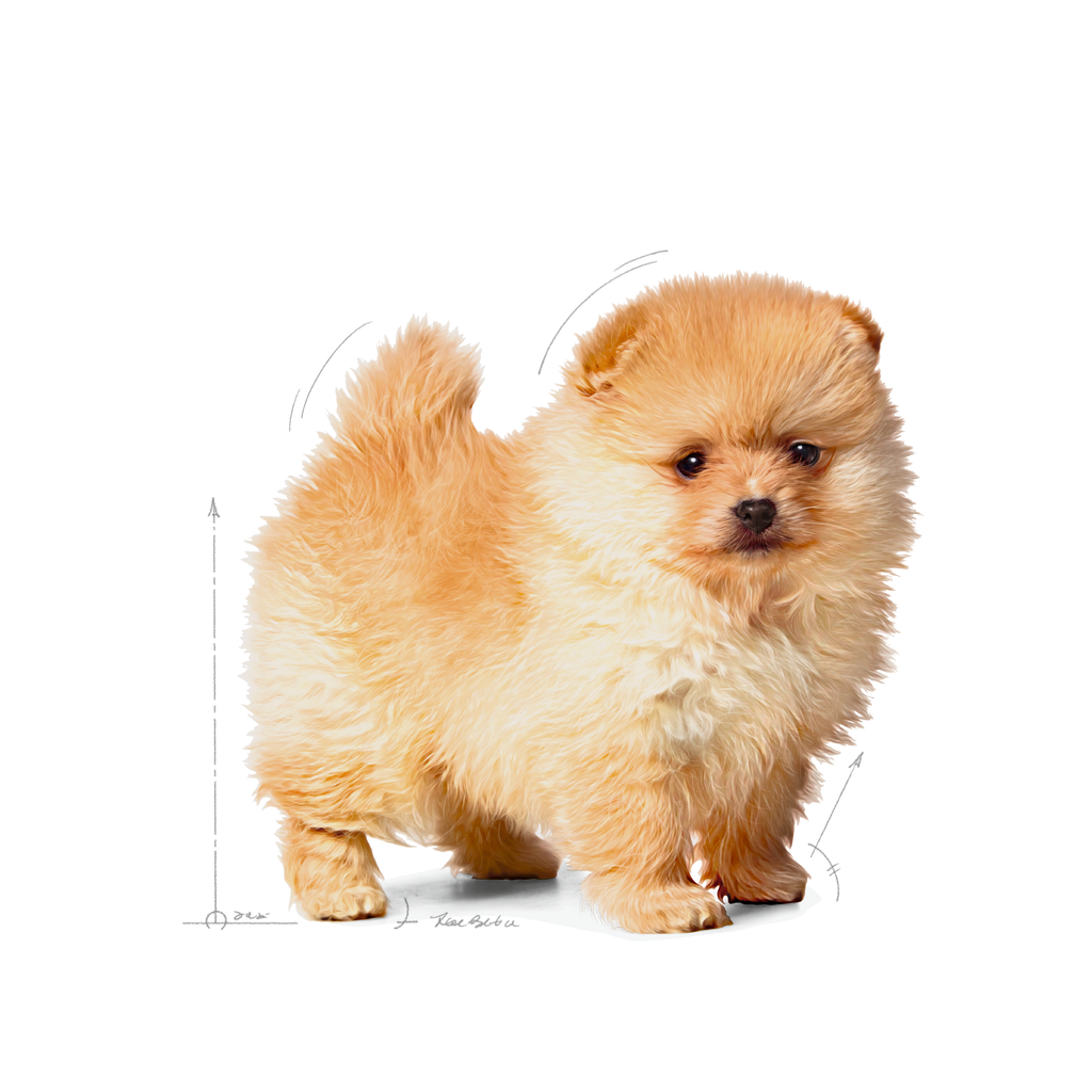อาหารสุนัขแบบเม็ด Royal Canin Mini Indoor Puppy