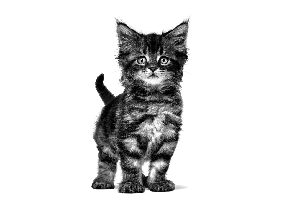 Royal Canin Veterinary Diet: Gastrointestinal Kitten Dry Cat Food