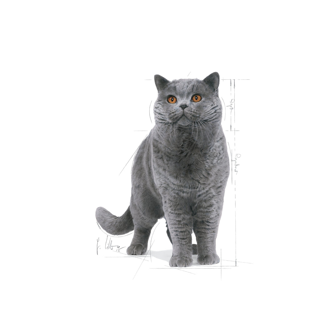 Royal Canin Breed Health Nutrition: British Shorthair Adult Dry Cat Food