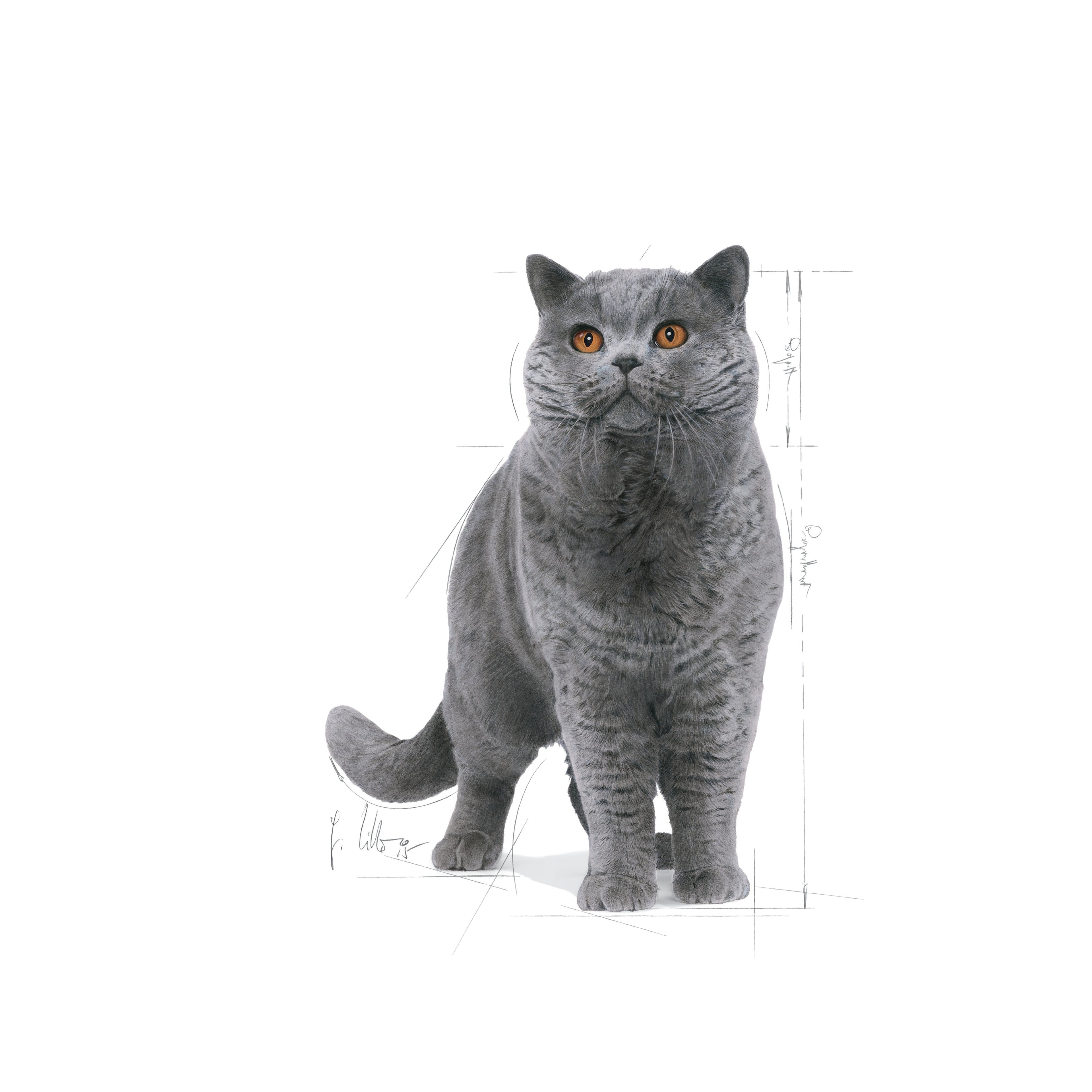 Royal Canin Breed Health Nutrition: British Shorthair Adult Dry Cat Food