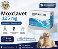 Moxclavet 125 mg ควบคุมการติดเชื้อแบคทีเรียในสุนัขและแมว (1 แผงมี 7 เม็ด)