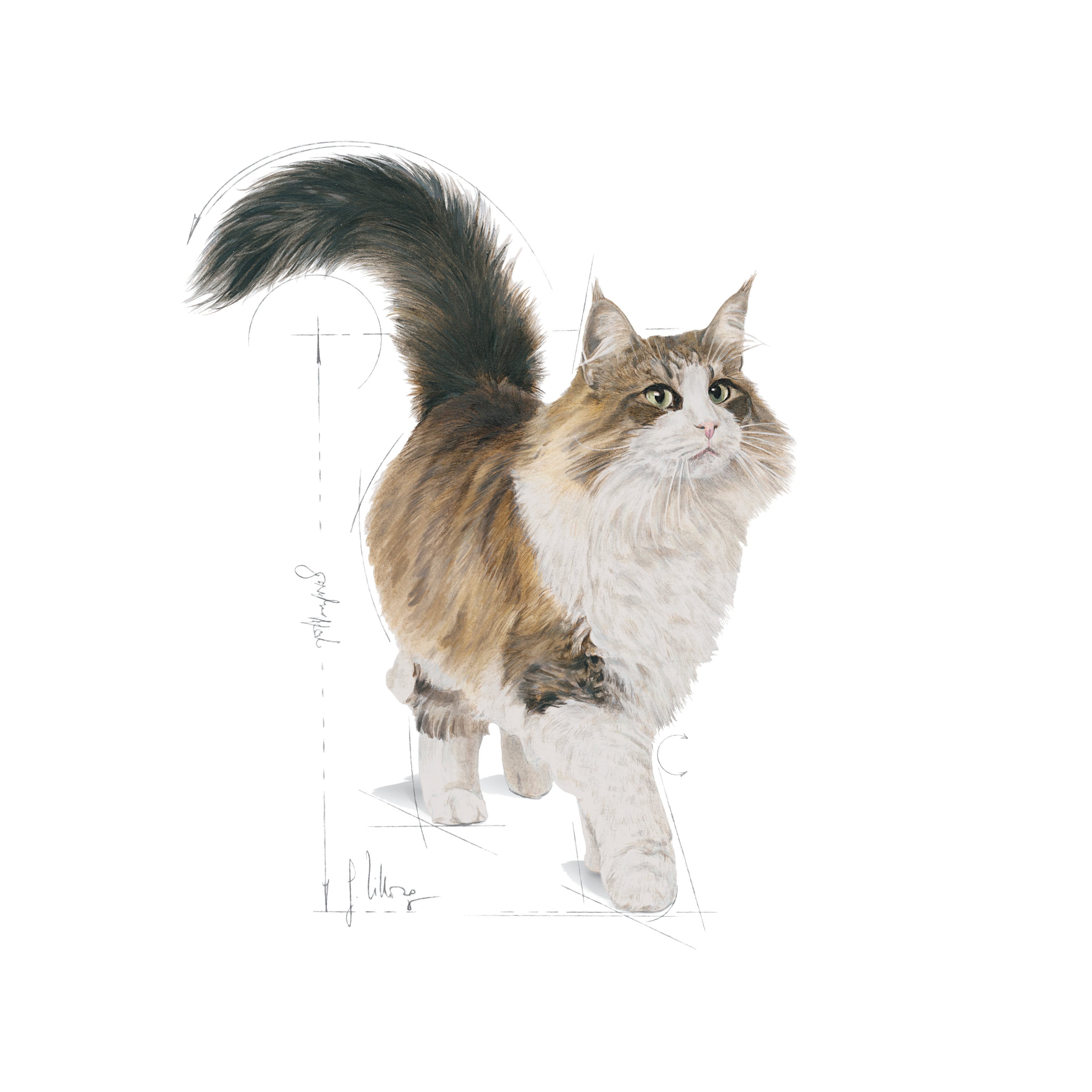 Royal Canin Sterilised Loaf Wet Cat Food