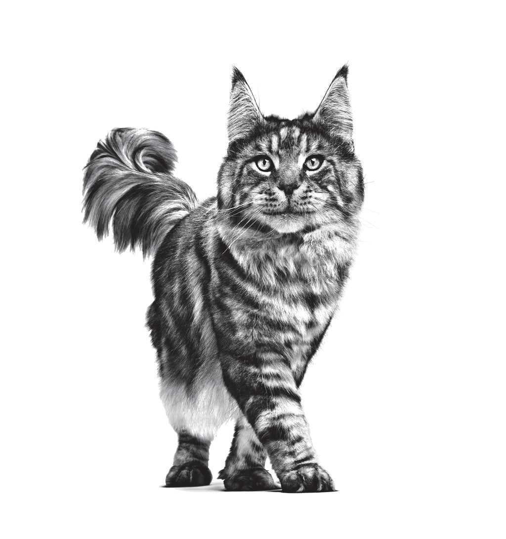 Royal Canin Veterinary Diet: Neutered Satiety Balance Adult Cat Food