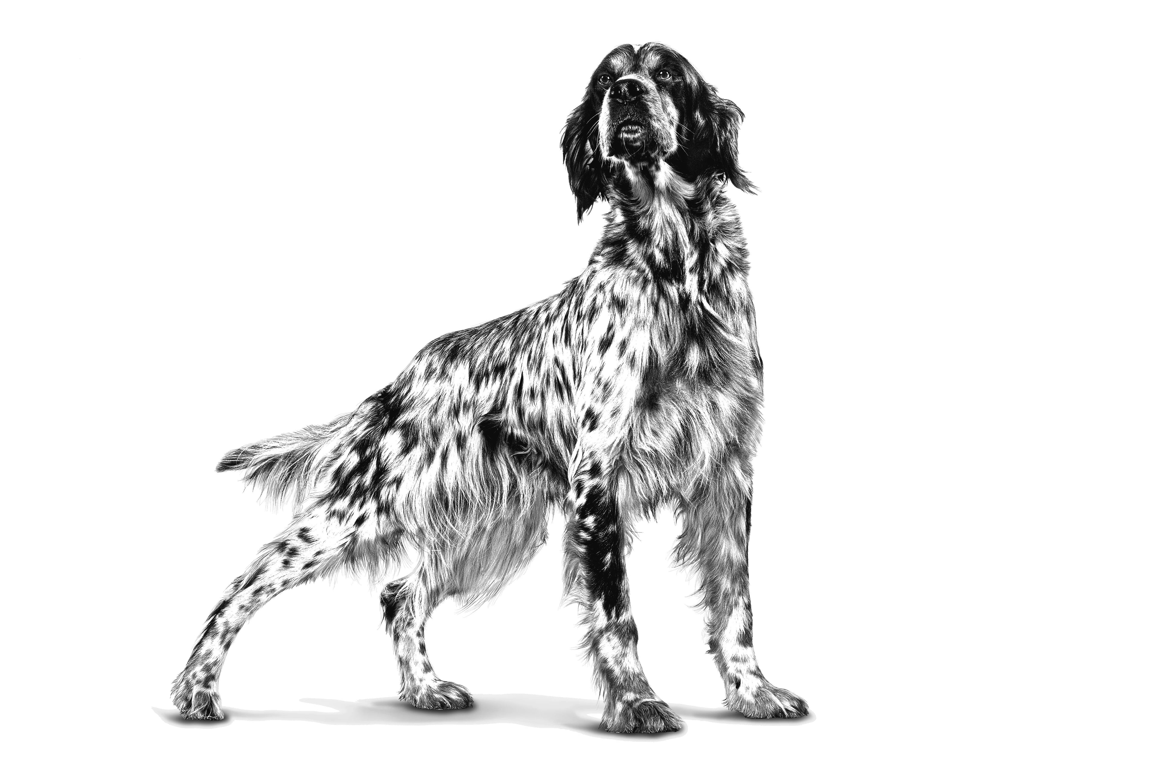 Royal Canin Veterinary Diet: Gastrointestinal Wet Dog Food