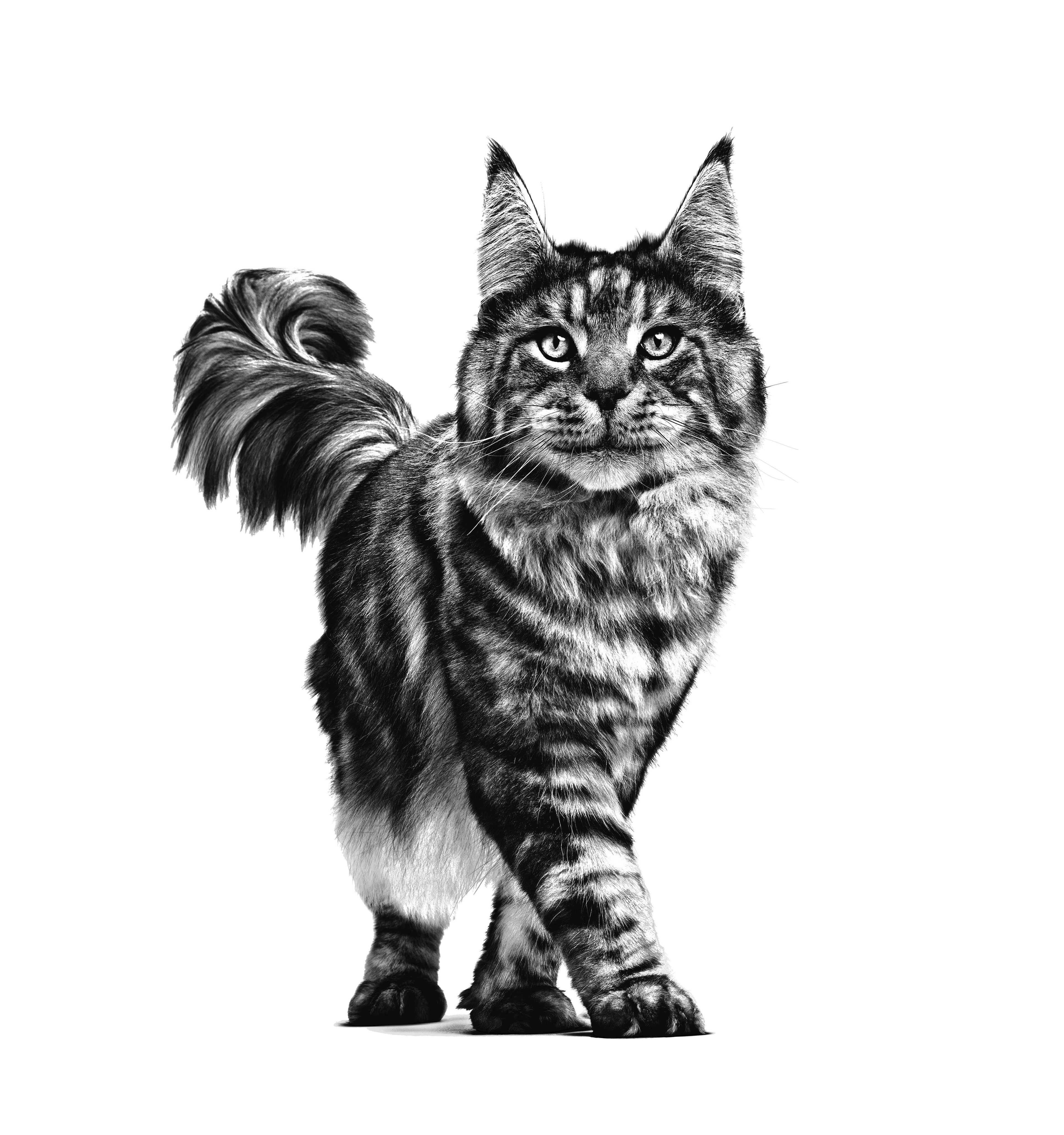 Royal Canin Veterinary Diet: Gastrointestinal Fibre Response Wet Cat Food