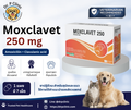 Moxclavet 250 mg ควบคุมการติดเชื้อแบคทีเรียในสุนัขและแมว (1 แผงมี 7 เม็ด)