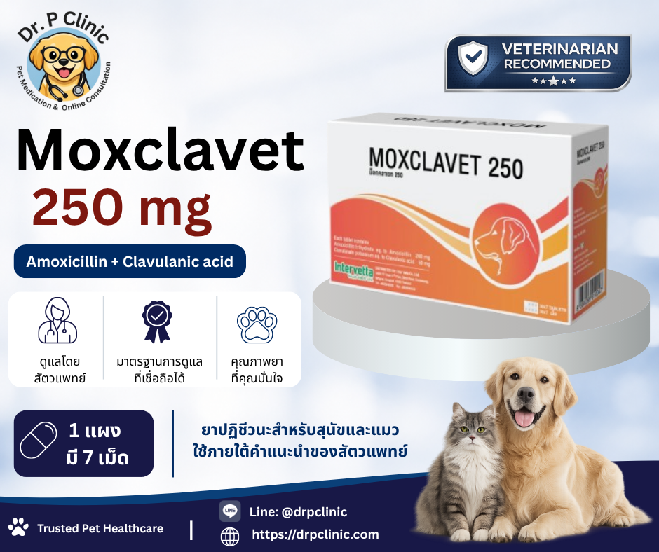 Moxclavet 250 mg ควบคุมการติดเชื้อแบคทีเรียในสุนัขและแมว (1 แผงมี 7 เม็ด)
