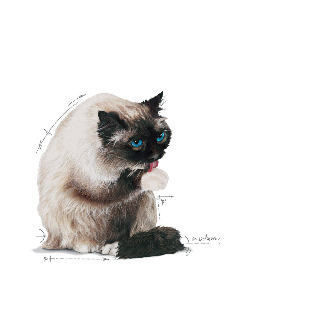 Royal Canin Hairball Care: Jelly Wet Cat Food