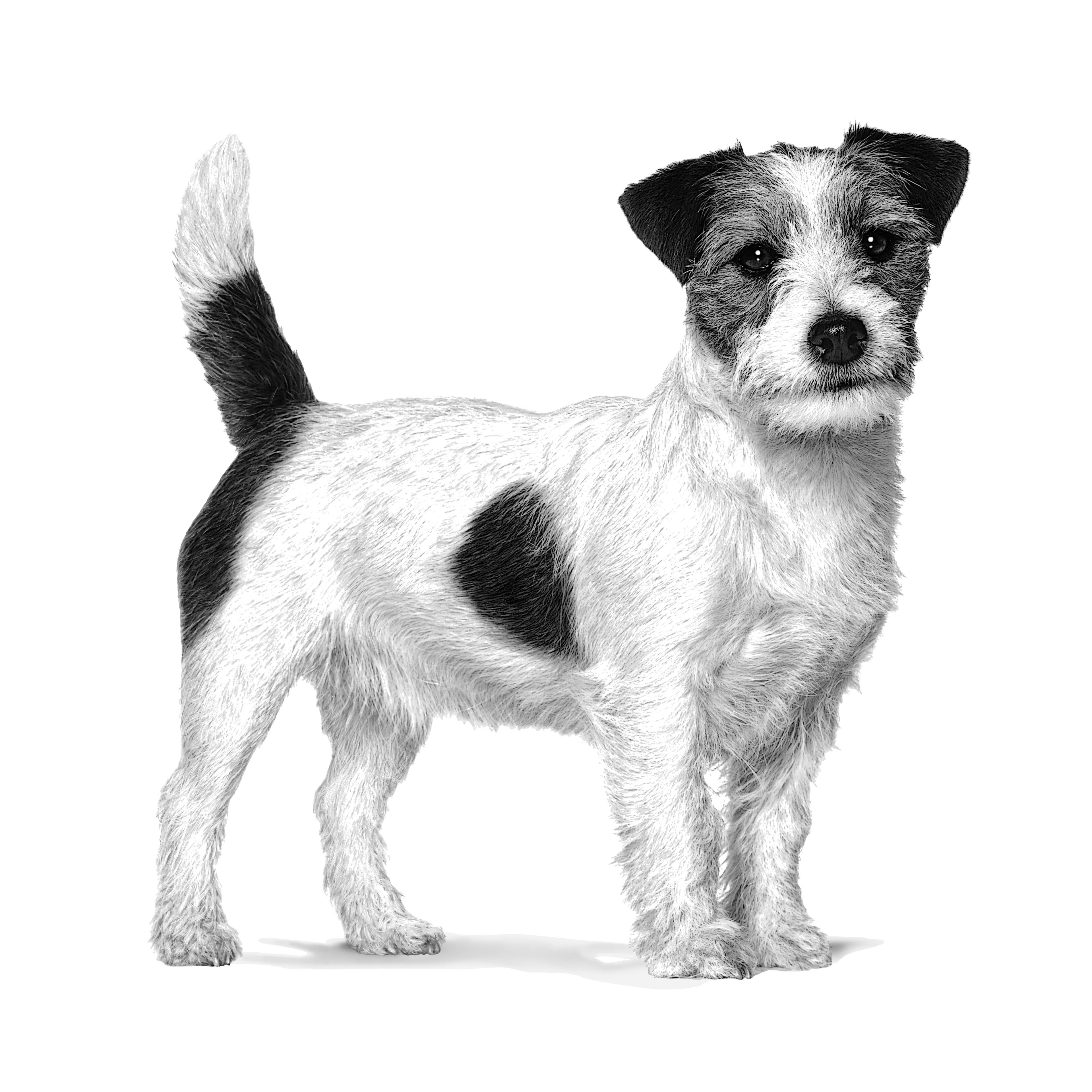 Royal Canin Veterinary Diet: Gastrointestinal Low Fat Small Dog Dry Dog Food
