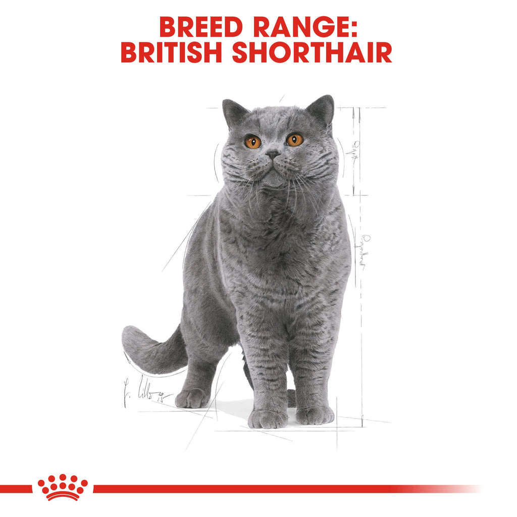 Royal Canin Breed Health Nutrition: British Shorthair Adult Dry Cat Food