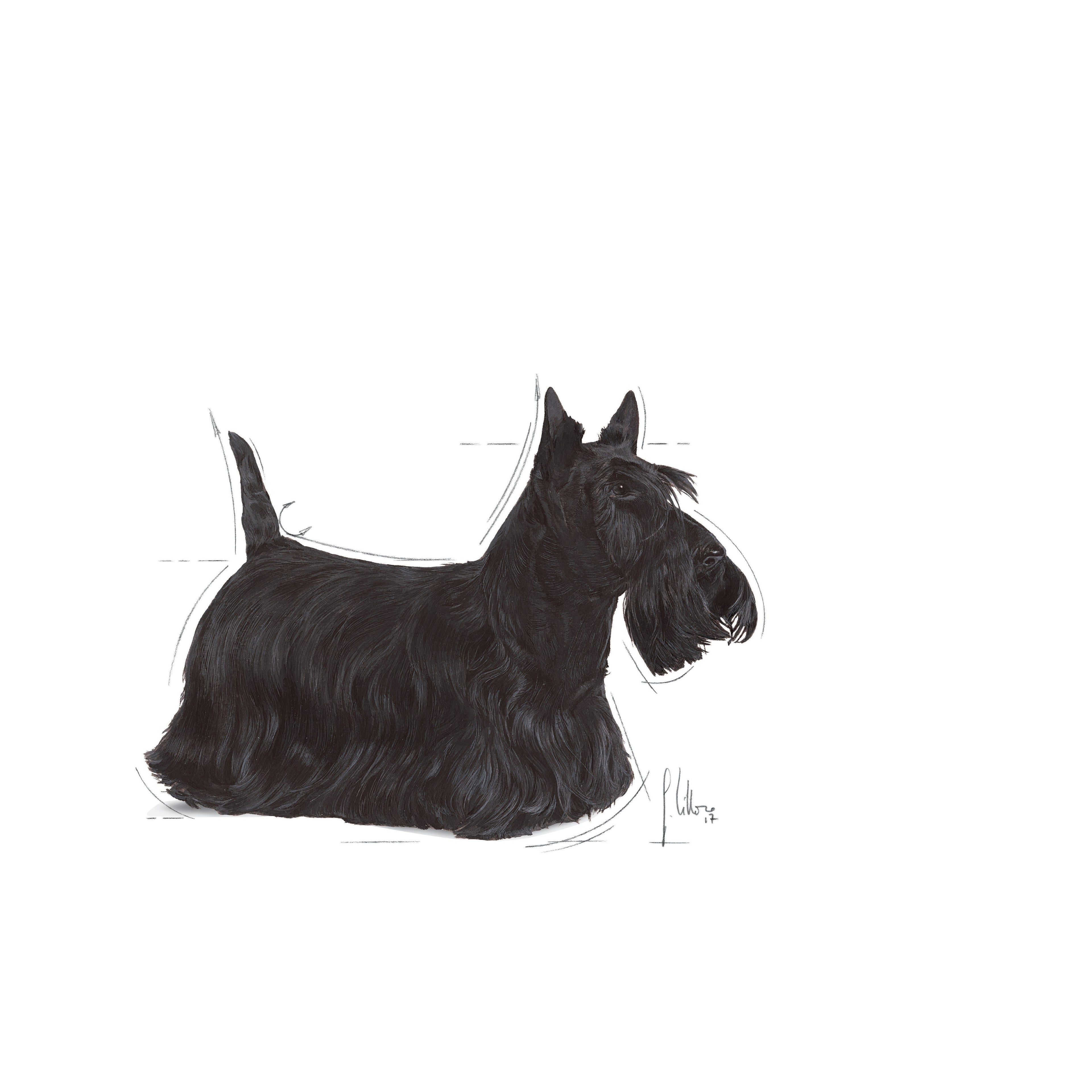 Royal Canin Mini Dermacomfort Dry Dog Food