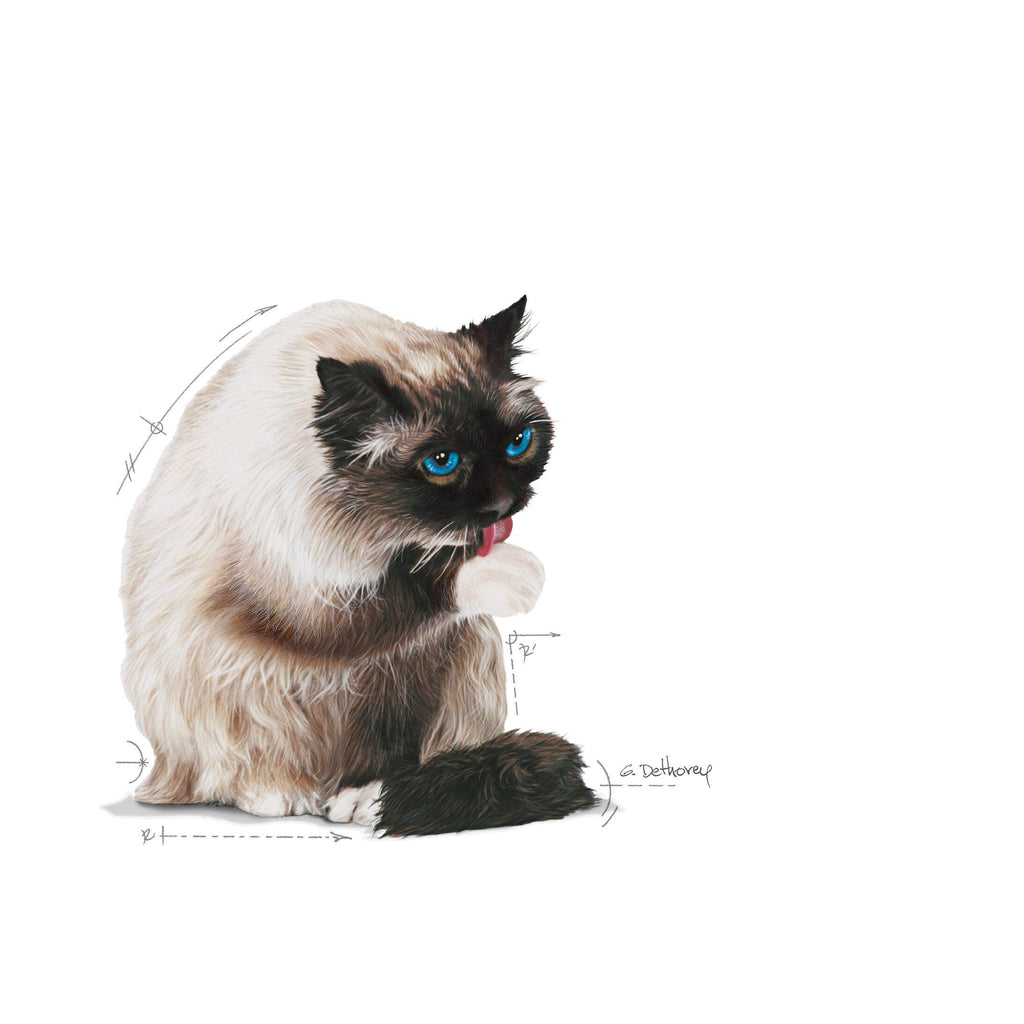 Royal Canin Hairball Care Dry Cat Food