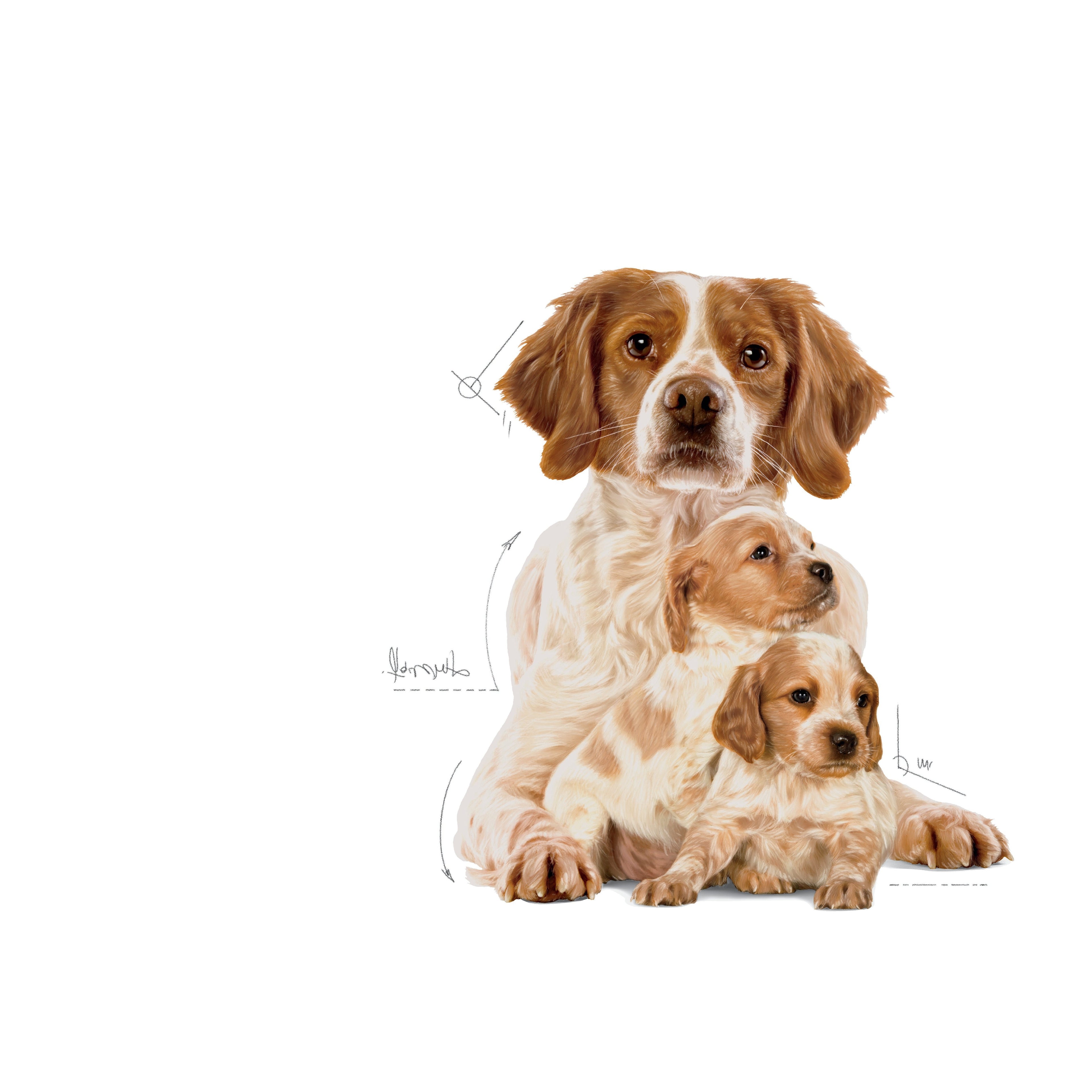 Royal Canin Medium Starter Mother & Babydog Dry Dog Food