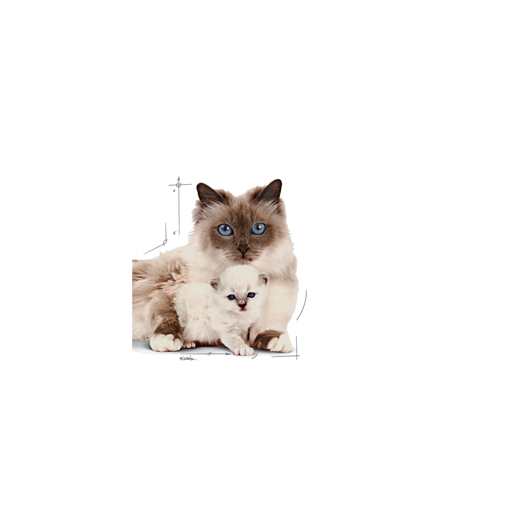 Royal Canin Mother & Babycat Mousse Wet Cat Food