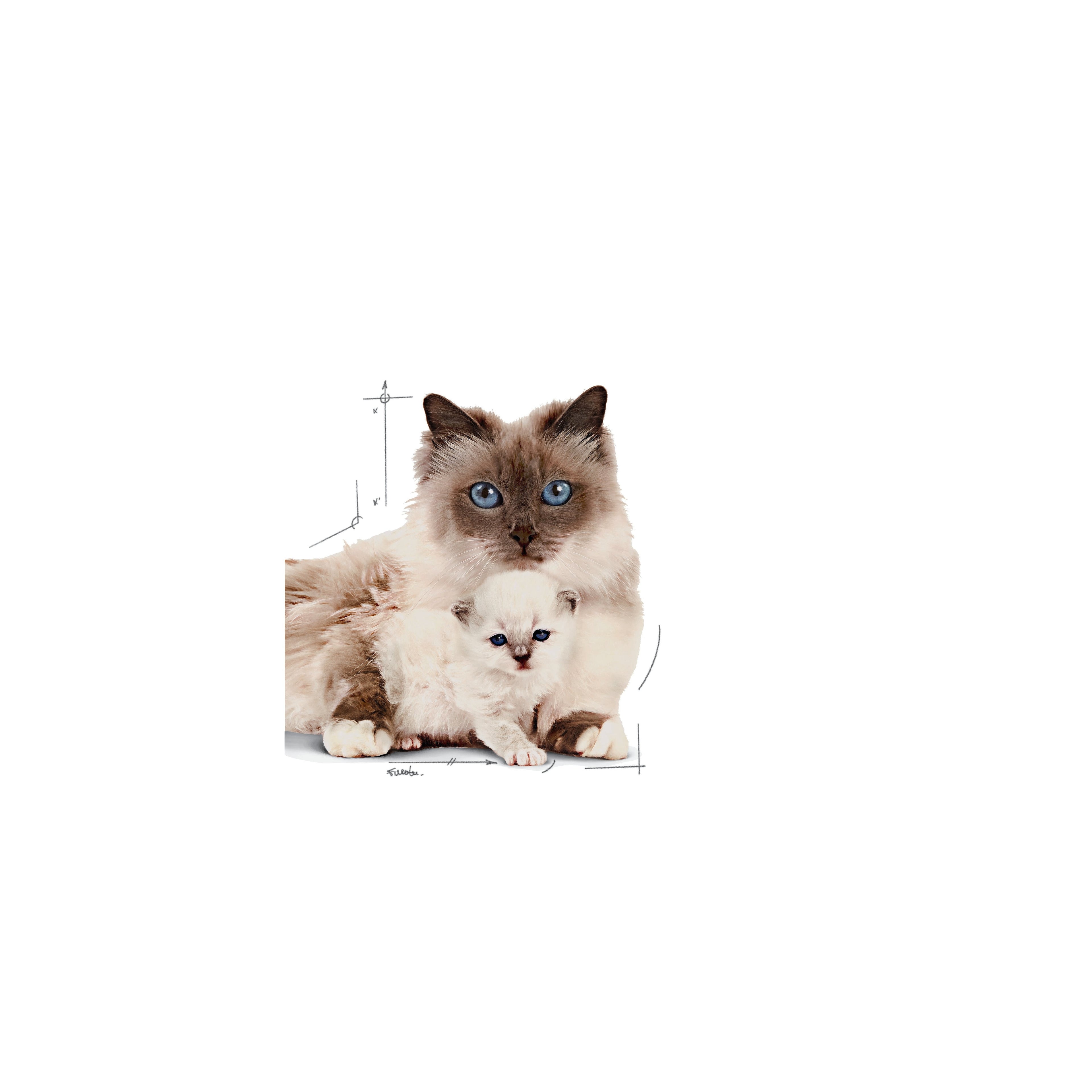 Royal Canin Mother & Babycat Mousse Wet Cat Food