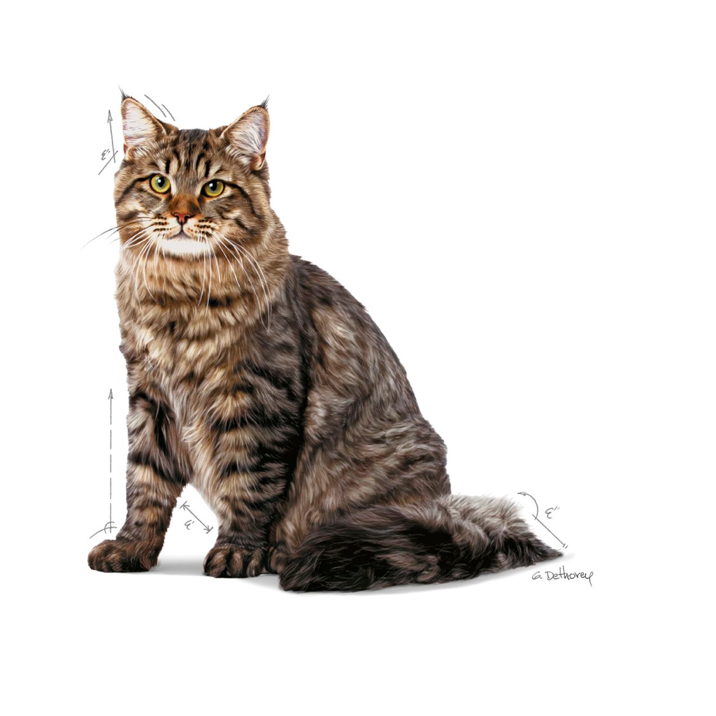 Royal Canin Urinary Care Adult Dry Cat Food