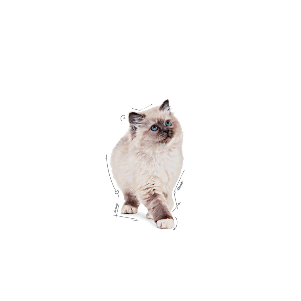 Royal Canin Kitten Gravy Wet Cat Food