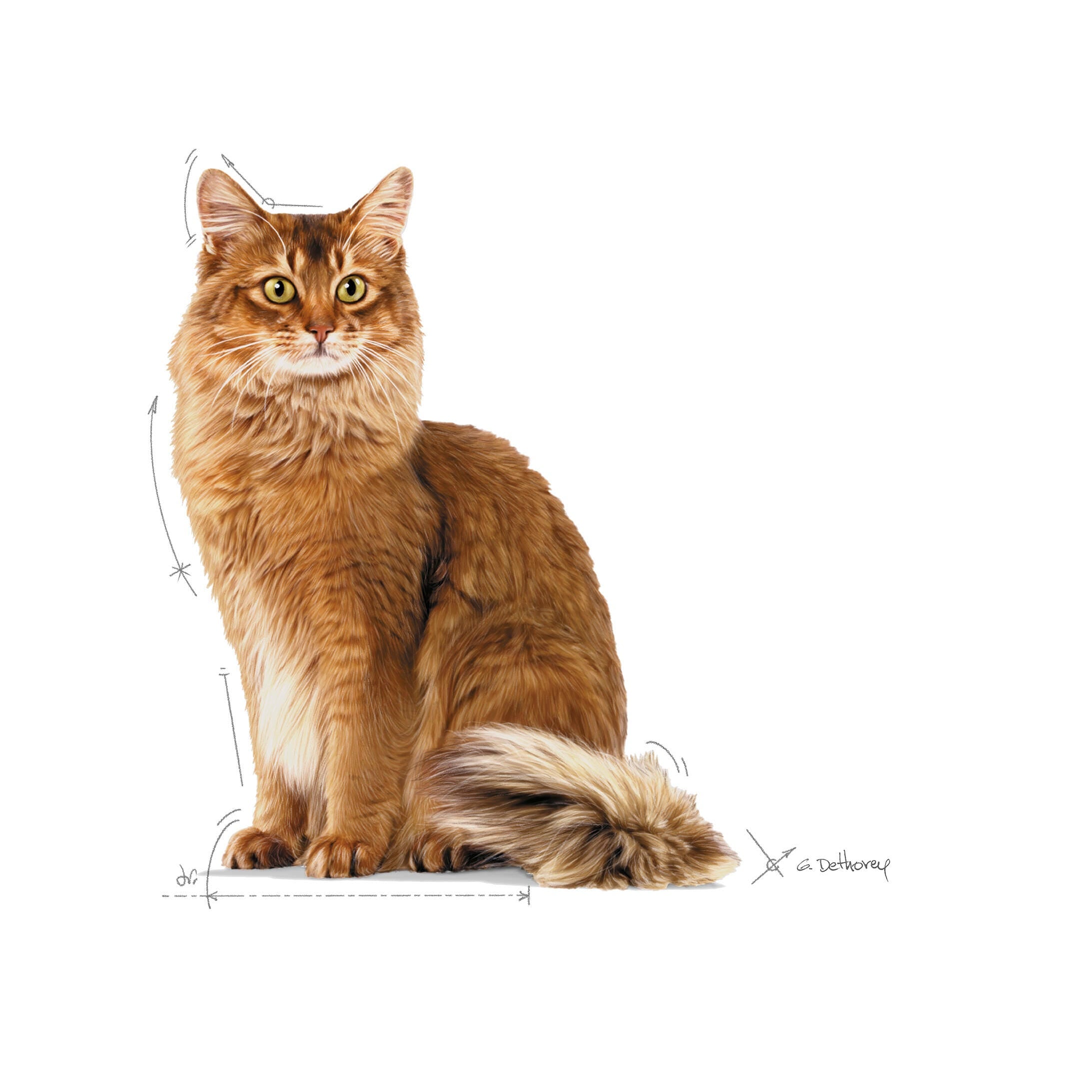 Royal Canin Light Weight Care Dry Cat Food