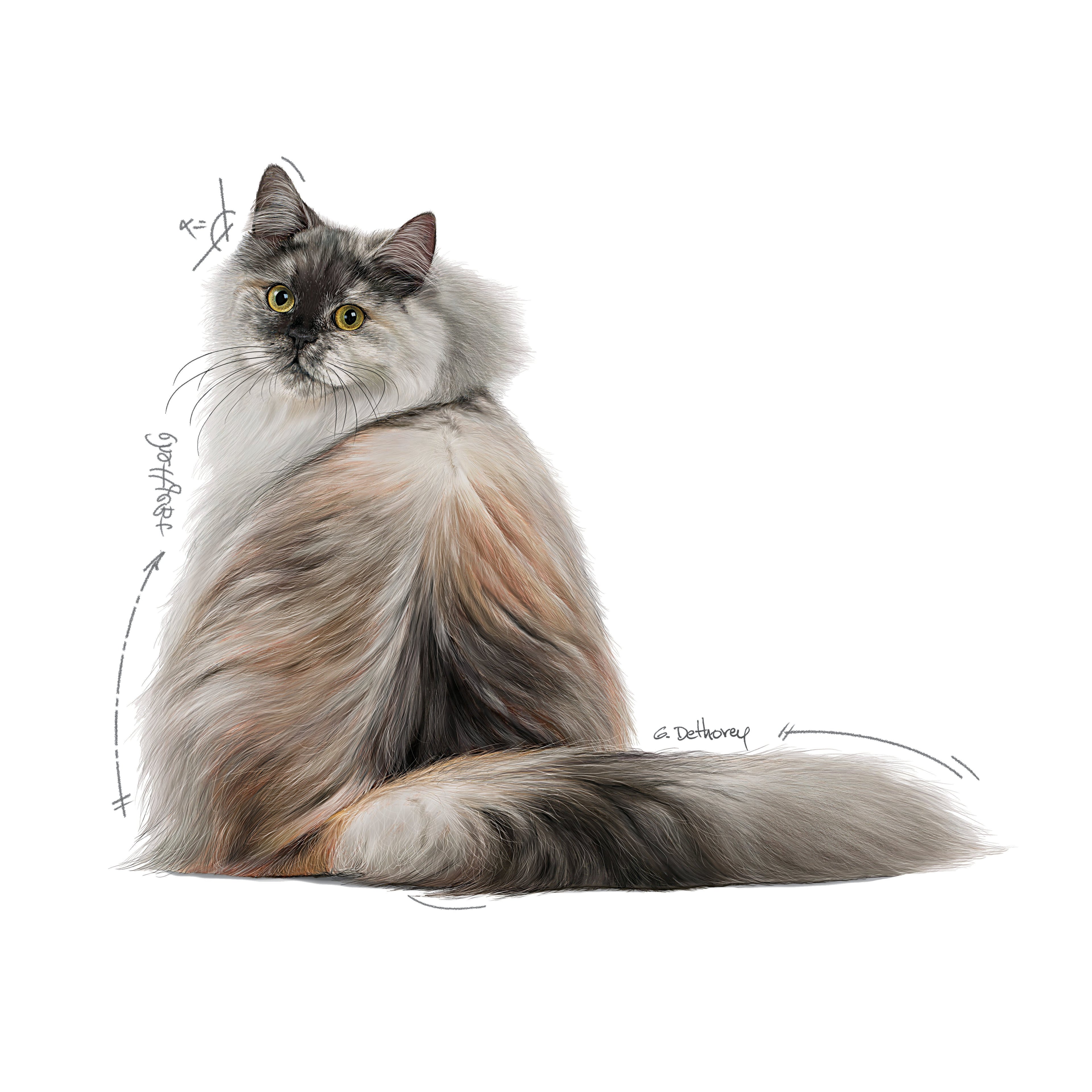 Royal Canin Hair & Skin Care Jelly Wet Cat Food
