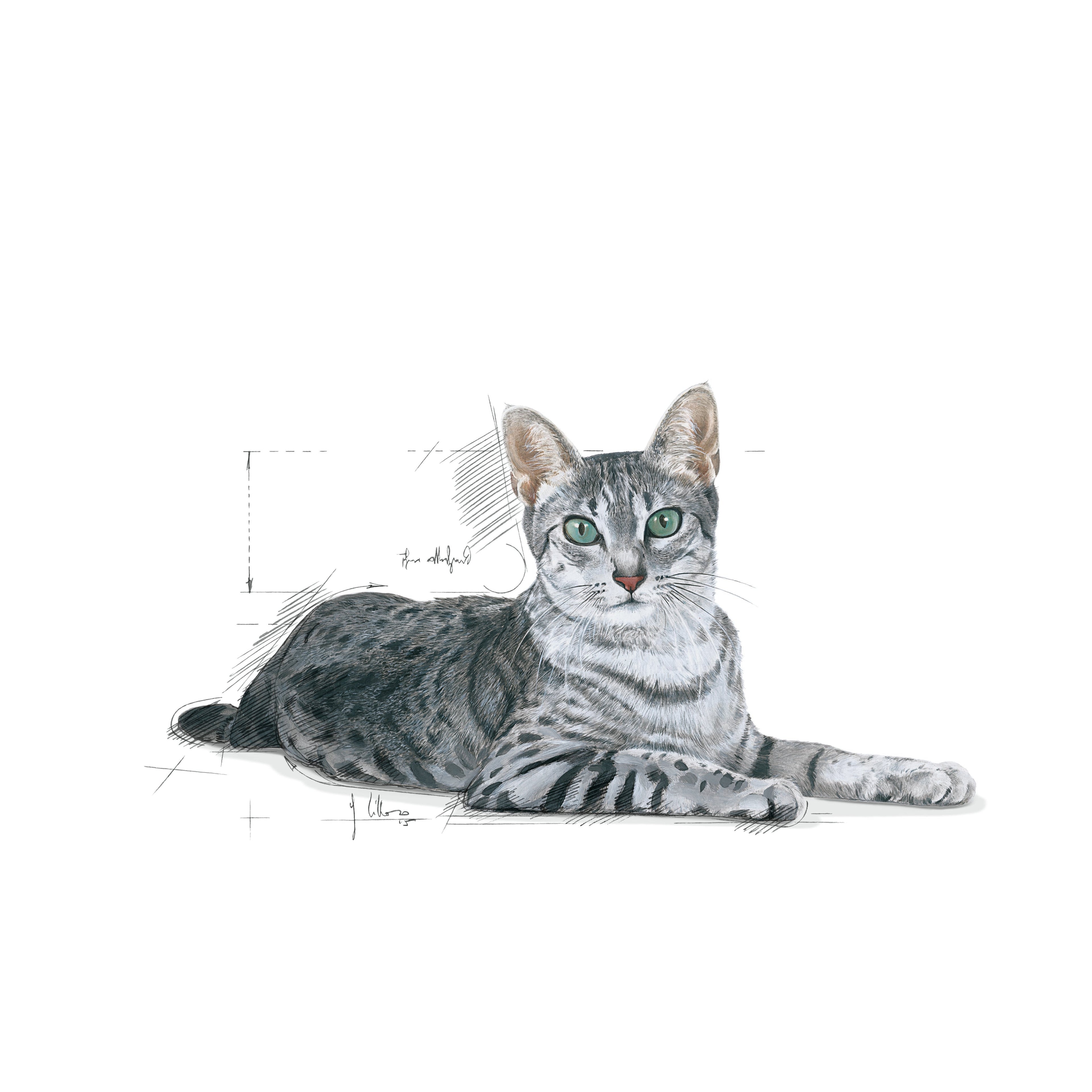 Royal Canin Indoor 7+ Dry Cat Food
