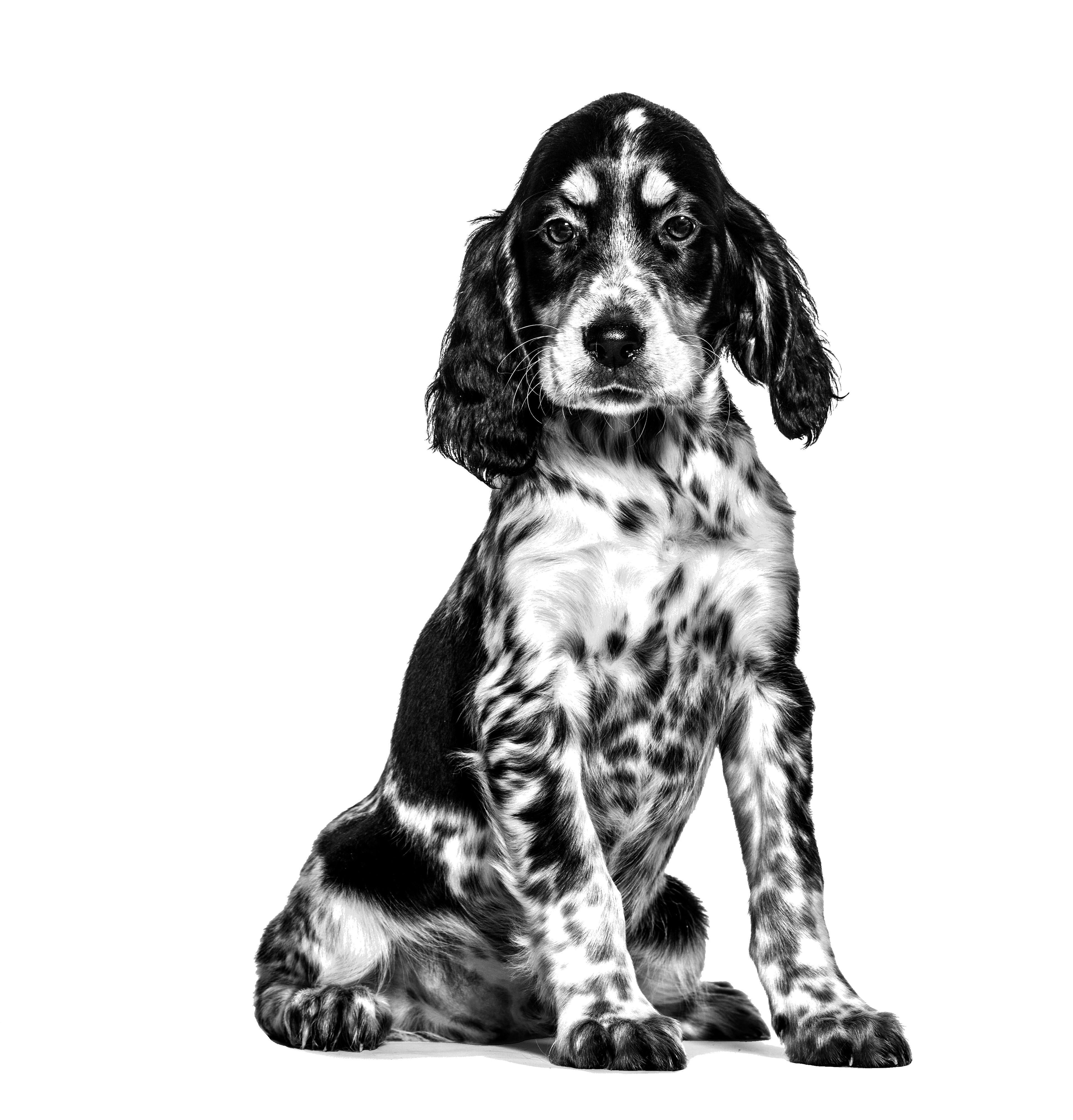 Royal Canin Veterinary Diet: Hypoallergenic Puppy Dry Dog Food