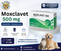 Moxclavet 500 mg ควบคุมการติดเชื้อแบคทีเรียในสุนัขและแมว (1 แผงมี 7 เม็ด)