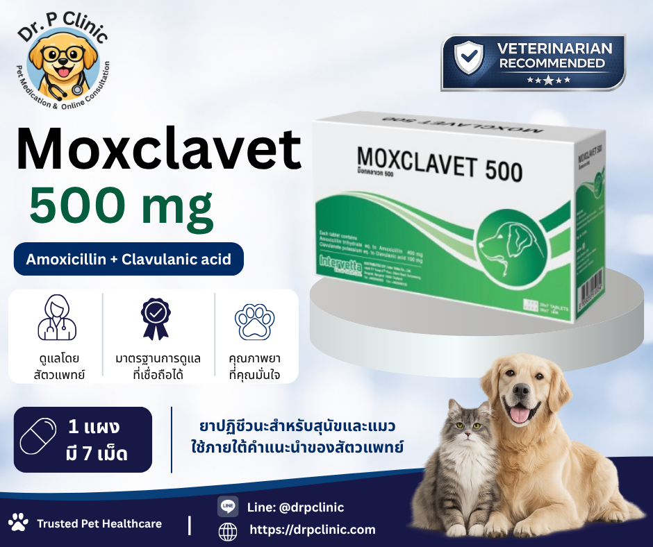 Moxclavet 500 mg ควบคุมการติดเชื้อแบคทีเรียในสุนัขและแมว (1 แผงมี 7 เม็ด)